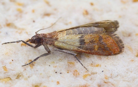 close up of indian meal moth