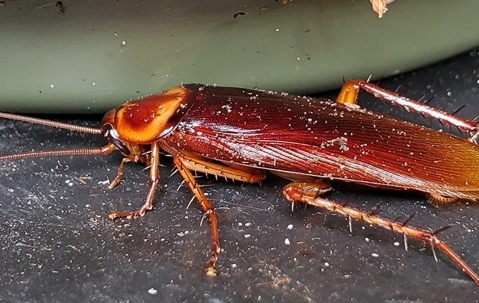 an american cockroach crawling on a kitchen sink