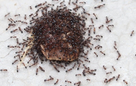 a swarm of ants on the ground