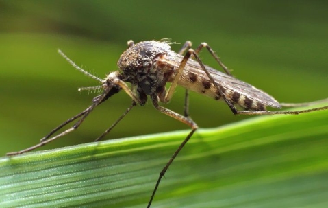 mosquito perched on blade of grass