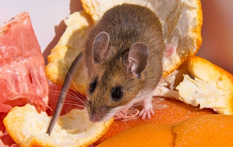 a rodent on orange peals
