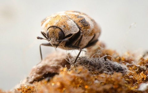carpet beetle up close