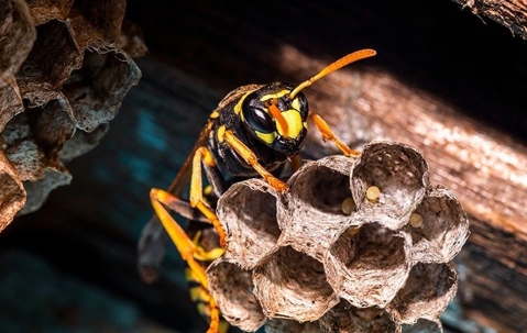 a hornet crawling on its nest