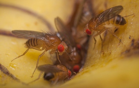 up close image of fruit flies on food in the trash