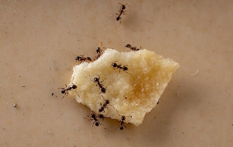 ants eating food