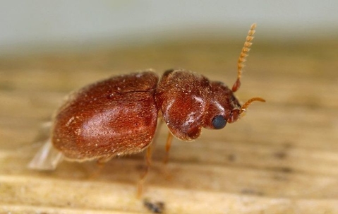 cigarette beetle on wood