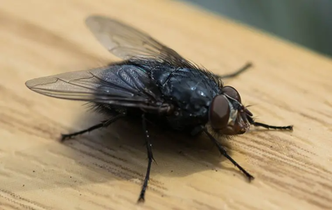 house fly landing on counter