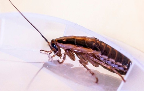 a german cockroach