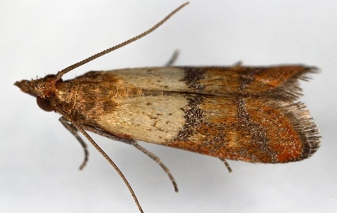 an indian meal moth