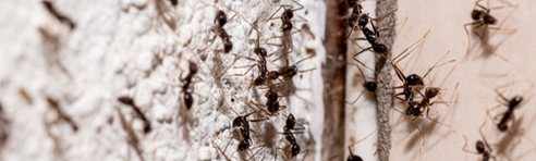 Carpenter Ant Control