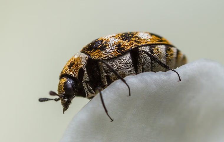 yellow and black beetle