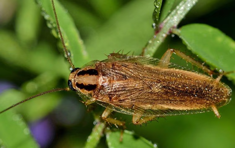 cockroach sitting on a branch