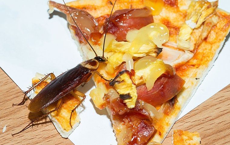 Ms Cockroach How Do I Get Rid Of Cockroaches In My Norwalk Home? | Tims Pest Control LLC