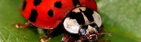 Ladybug Control