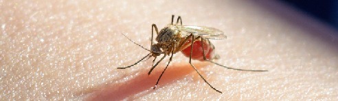 Mosquito Control