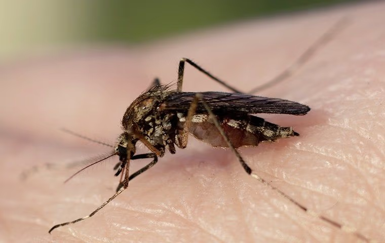 mosquito on human skin