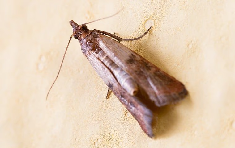 moth on a wall