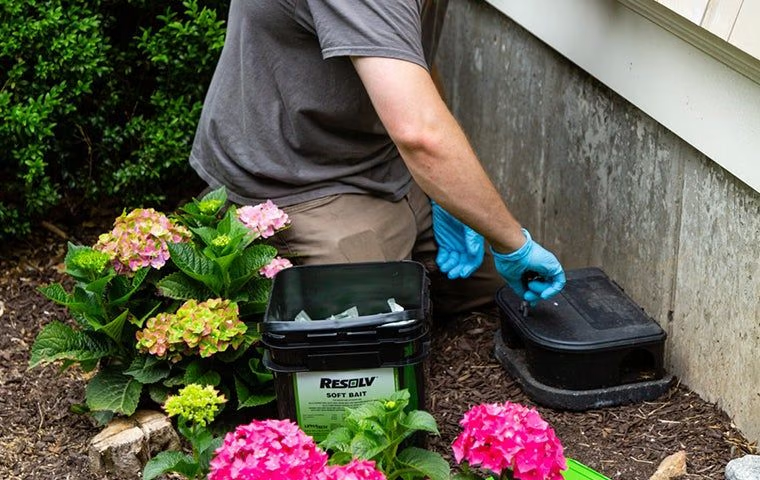 technician setting up rodent trap