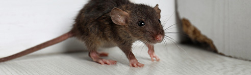 Rodent Control