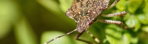 Stink Bugs