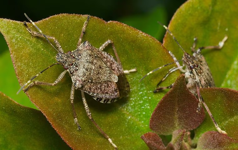 stink bugs on a leaf