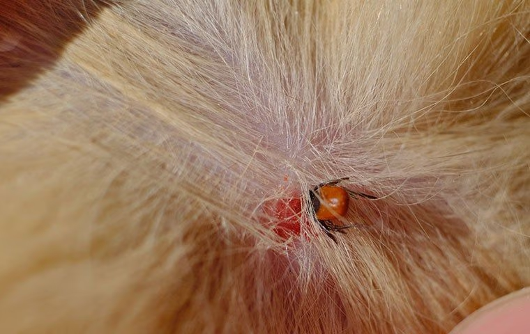 tick in pet hair