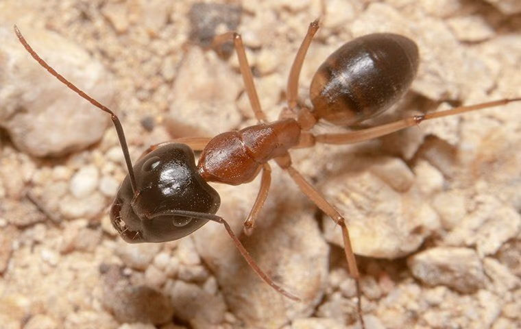 ant crawling on the ground